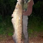 Pacsirta *